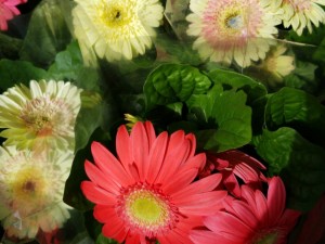 Beautiful Flowers