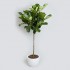 Offices Plants