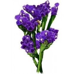 20 Roses - Purple Roses Bouquet 20 Roses - Purple Roses Bouquet