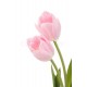 Bright Pink Bright Pink