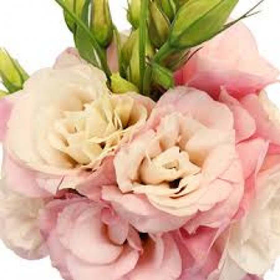 Pink Birthday Pink Birthday