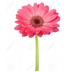 Flowers arrangement for Congratulations Flowers arrangement for Congratulations