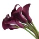 Purple Lover Purple Lover