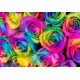 Twenty Rainbow Rose in Vase Twenty Rainbow Rose in Vase