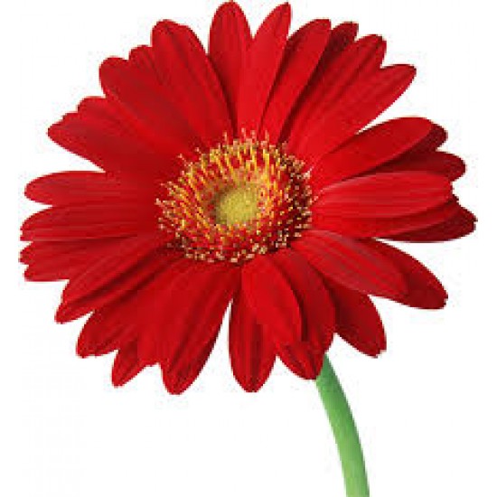 Gerbera and Asiatic lily Bouquet in a vase Gerbera and Asiatic lily Bouquet in a vase
