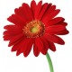 Gerbera and Asiatic lily Bouquet in a vase Gerbera and Asiatic lily Bouquet in a vase