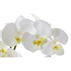 One Phalaenopsis Orchid One Phalaenopsis Orchid
