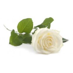 Calla White Calla White