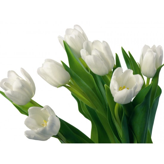 Pure White Pure White