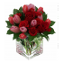 Tulips World