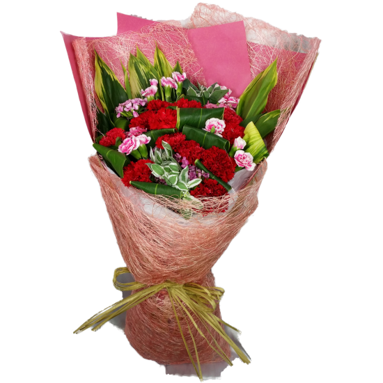 Carnation for You Carnation for You