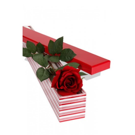 1 Long Stem Premium Rose Presentation Box 1 Long Stem Premium Rose Presentation Box