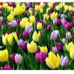 Tulips Bouquet