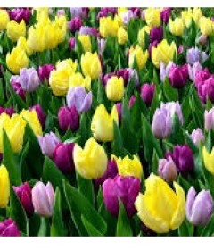 Tulips Bouquet