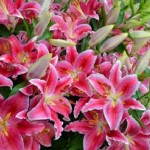 Lily Bouquet