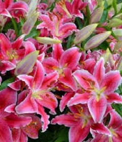 Lily Bouquet