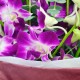 10pcs Thailand Orchids Bouquet 10pcs Thailand Orchids Bouquet