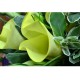 10pcs Yellow Calla Lily Bouquet Valentines Day 10pcs Yellow Calla Lily Bouquet Valentines Day