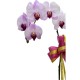 Taiwan Orchid Elegance with Fillers in a Classic Pot Taiwan Orchid Elegance with Fillers in a Classic Pot