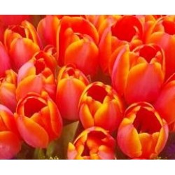 50pcs Orange Tulips Bouquet 50pcs Orange Tulips Bouquet