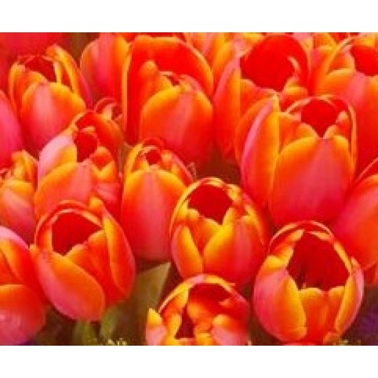 50pcs Orange Tulips Bouquet 50pcs Orange Tulips Bouquet