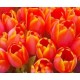 50pcs Orange Tulips Bouquet 50pcs Orange Tulips Bouquet