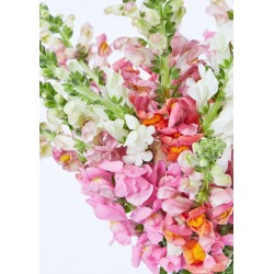 The Daniella Vase Bouquet The Daniella Vase Bouquet